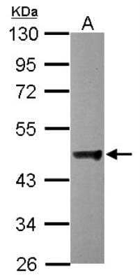 Western Blot: Dynactin Subunit 2/DCTN2/DCTN-50 Antibody [NBP2-16115]