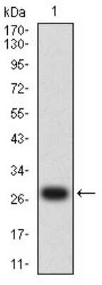 Western Blot: Dynamin 2 Antibody (3F5C7)BSA Free [NBP2-61758]