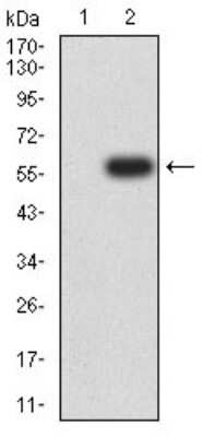 Western Blot: Dynamin 2 Antibody (3F5C7)BSA Free [NBP2-61758]