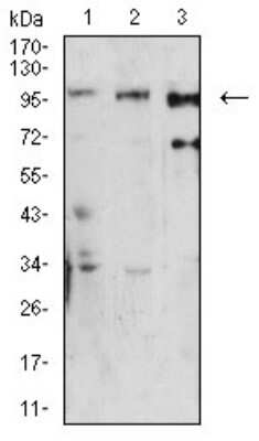 Western Blot: Dynamin 2 Antibody (3F5C7)BSA Free [NBP2-61758]