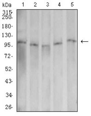 Western Blot: Dynamin 2 Antibody (3F5F3)BSA Free [NBP2-61757]