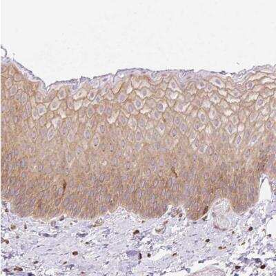 Immunohistochemistry-Paraffin: Dynamin 2 Antibody [NBP2-47477]