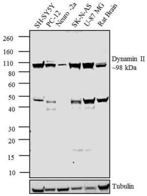 Western Blot: Dynamin 2 Antibody [NB300-617]