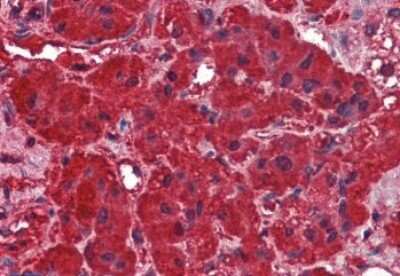 Immunohistochemistry-Paraffin: Dynamin 3 Antibody [NB100-93449]