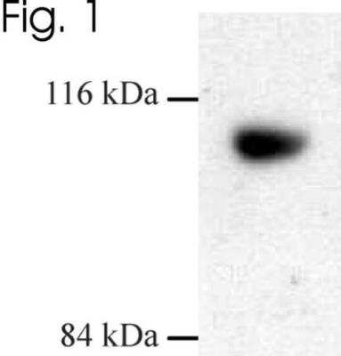 Western Blot: Dynamin 3 Antibody [NB120-3458]