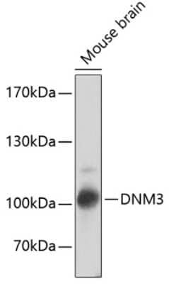 Western Blot: Dynamin 3 AntibodyBSA Free [NBP2-92486]