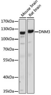 Western Blot: Dynamin 3 AntibodyAzide and BSA Free [NBP2-92627]