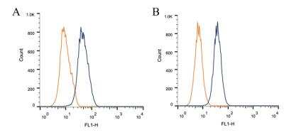 Flow Cytometry: Dynamin Antibody (3G4B6) [NB110-60491]