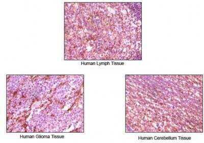 Immunohistochemistry-Paraffin: Dynamin Antibody (3G4B6) [NB110-60491]