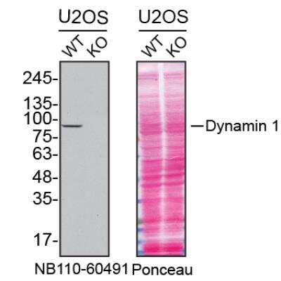 Knockout Validated: Dynamin Antibody (3G4B6) [NB110-60491]