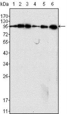 Western Blot: Dynamin Antibody (3G4B6) [NB110-60491]