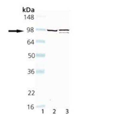 Western Blot: Dynamin Antibody (D5) [NB100-1993]