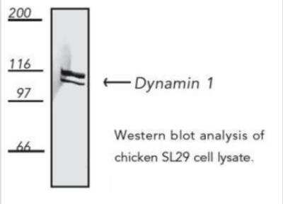 Western Blot: Dynamin Antibody (D5) [NB100-1993]