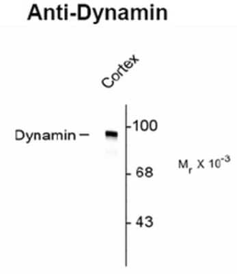 Western Blot: Dynamin Antibody [NB100-61094]