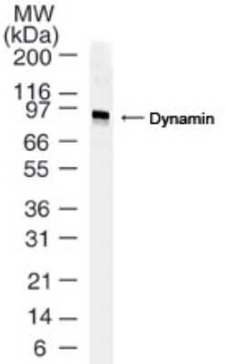 Western Blot: Dynamin Antibody [NB100-61094]