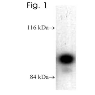 Western Blot: Dynamin Antibody [NB300-565]