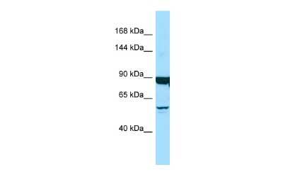 Western Blot: Dynein heavy chain Antibody [NBP2-82938]