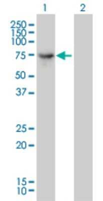 Western Blot: Dynein intermediate chain 2 Antibody (1C8) [H00064446-M01]