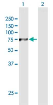 Western Blot: Dynein intermediate chain 2 Antibody [H00064446-B01P]