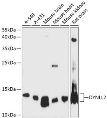 Western Blot: Dynein light chain 2 cytoplasmic AntibodyAzide and BSA Free [NBP2-92136]