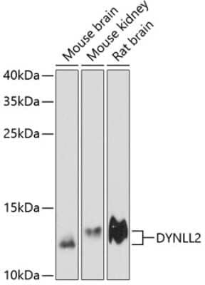 Western Blot: Dynein light chain 2 cytoplasmic AntibodyAzide and BSA Free [NBP2-92137]