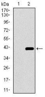 Western Blot: Dynein light chain 4 Antibody (3B7B7)BSA Free [NBP2-37390]