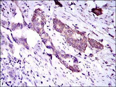 Immunohistochemistry: Dynein light chain 4 Antibody (3C10A4) - BSA Free [NBP2-37389]