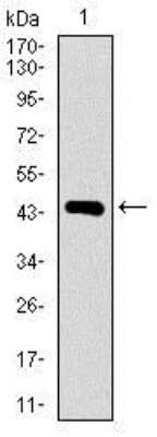 Western Blot: Dynein light chain 4 Antibody (3C10A4)BSA Free [NBP2-37389]