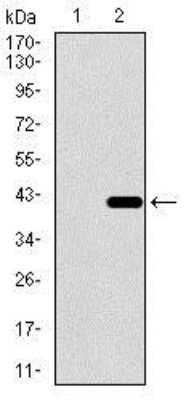 Western Blot: Dynein light chain 4 Antibody (3C10A4)BSA Free [NBP2-37389]