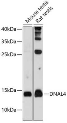 Western Blot: Dynein light chain 4 AntibodyAzide and BSA Free [NBP2-92068]