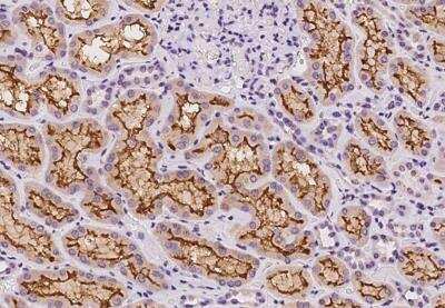 Immunohistochemistry-Paraffin: Prodynorphin/PDYN Antibody [NBP2-97686]