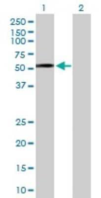 Western Blot: Dysbindin Antibody [H00084062-D01P]