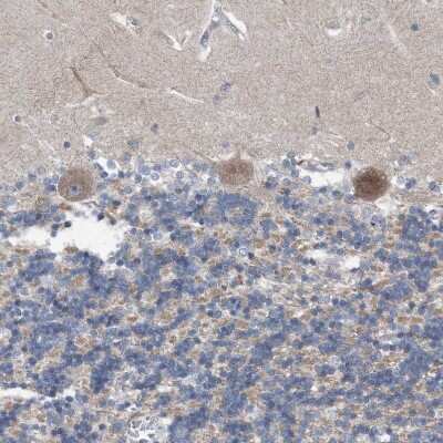 Immunohistochemistry-Paraffin: Dystonin Antibody [NBP1-89946]