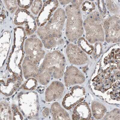 Immunohistochemistry-Paraffin: Dystonin Antibody [NBP1-89946]