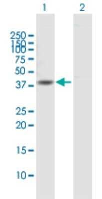 Western Blot: Dystrobrevin alpha Antibody [H00001837-B01P]