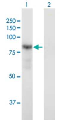 Western Blot: Dystrobrevin alpha Antibody [H00001837-B02P]