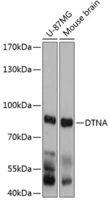 Western Blot: Dystrobrevin alpha AntibodyAzide and BSA Free [NBP2-92053]