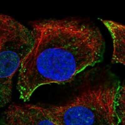 Immunocytochemistry/ Immunofluorescence: Dystroglycan Antibody [NBP3-17837]