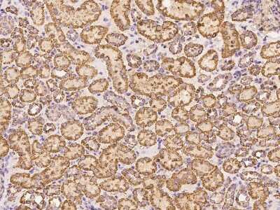 Immunohistochemistry-Paraffin: Dystroglycan Antibody [NBP3-00292]