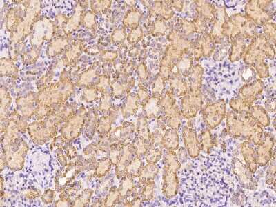 Immunohistochemistry-Paraffin: Dystroglycan Antibody [NBP3-00293]