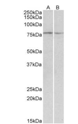 Western Blot: Alpha Dystroglycan Antibody [NBP1-52049]