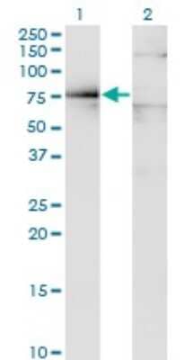 Western Blot: Dystrophin Antibody (3A11) [H00001756-M07]