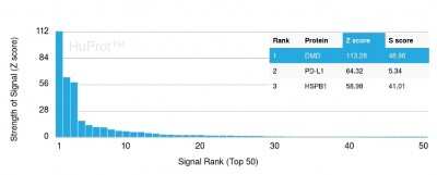 Protein Array: Dystrophin Antibody (DMD/3245) - Azide and BSA Free [NBP3-08706]