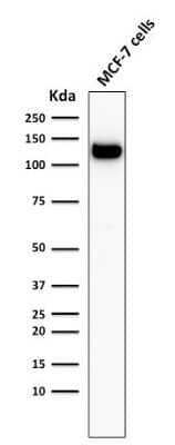 Western Blot: E-Cadherin Antibody (4A2)Azide and BSA Free [NBP2-54587]