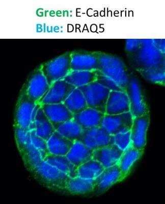 Immunocytochemistry/ Immunofluorescence: E-Cadherin Antibody (7H12) - BSA Free [NBP2-19051]