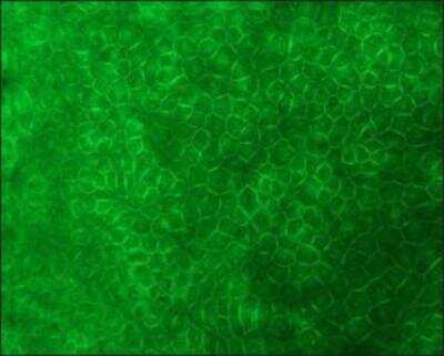 Immunocytochemistry/ Immunofluorescence: E-Cadherin Antibody (DECMA-1) [NB120-11512]