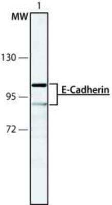 Western Blot: E-Cadherin Antibody (DECMA-1) [NB120-11512]