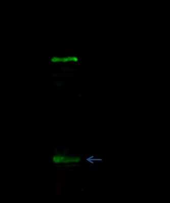 Immunoprecipitation: E-Cadherin Antibody [NBP2-98336]