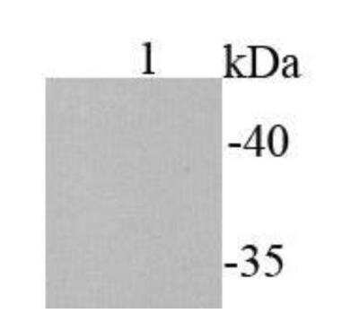 Western Blot: E-Tag Epitope Tag Antibody (B2-E2) [NBP2-67081]