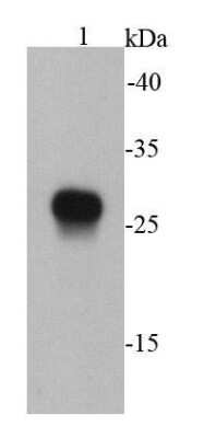 Western Blot: E-Tag Epitope Tag Antibody (B2-E2) [NBP2-67081]